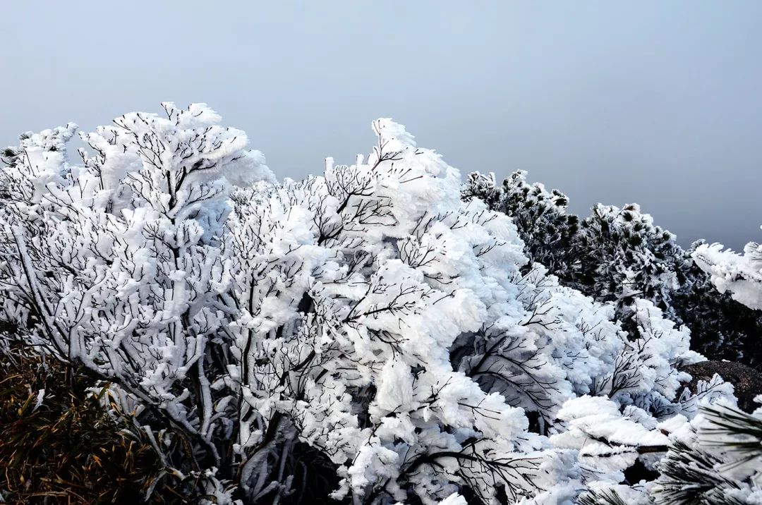 明天九仙山雾凇又要来了?_德化