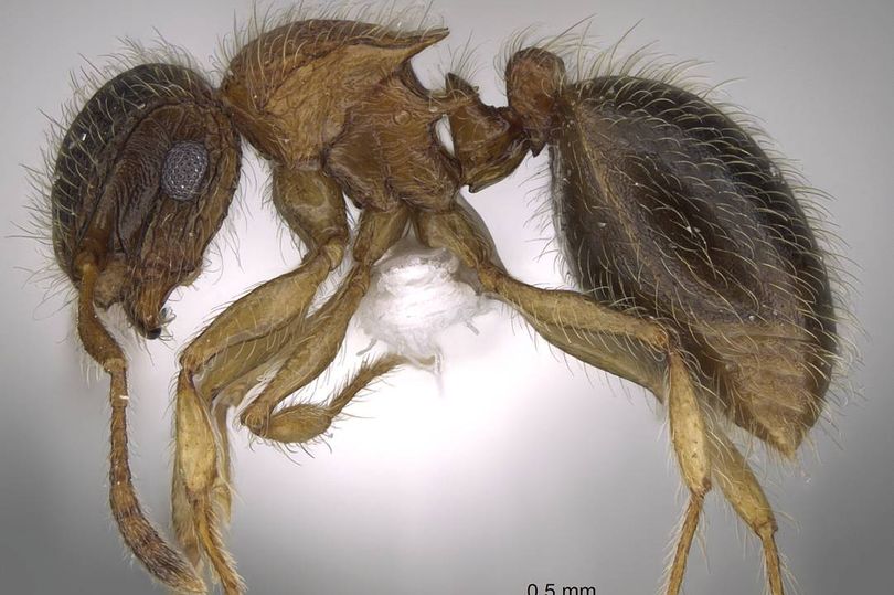 真异形！科学家发现萨拉赫蚁 腿部肌肉超强(图)_利物浦