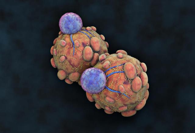 为什么癌细胞不会发生遗传性崩溃?