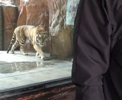 搞笑GIF：這只老虎竟然趁我不注意想偷襲這就有點過分了 生活 第9張