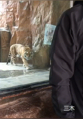 搞笑GIF：這只老虎竟然趁我不注意想偷襲這就有點過分了 生活 第5張