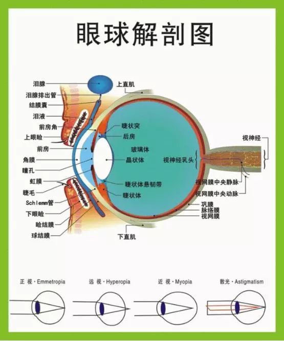 从眼球内部解剖图我们看到,在眼球前端约三分之一处生长着一圈睫状肌