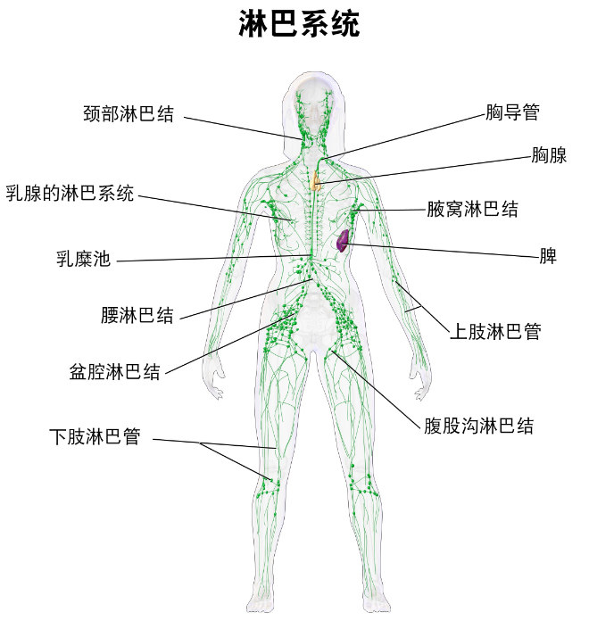 按摩店通常是按摩颈部淋巴结,腋窝淋巴结等淋巴结部位.