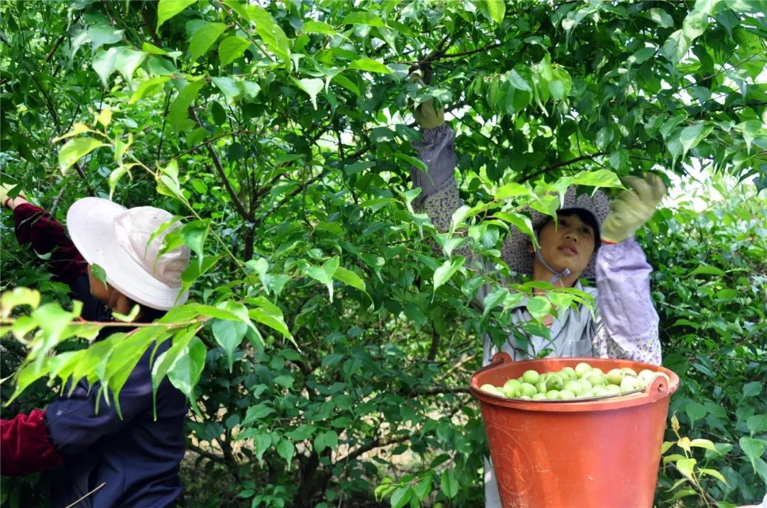 自动化鲜果筛选设备▲诏安青梅制品悠久的青梅种植栽培,加工制作历史