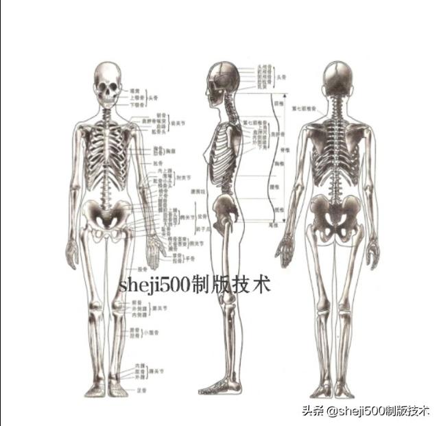 3,女性人体骨骼 骨骼是人体的支架.