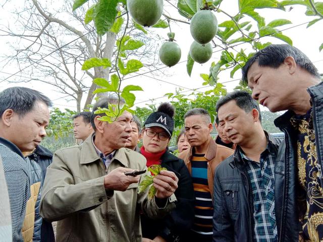 图为张兴财给农户们讲解百香果栽培技术