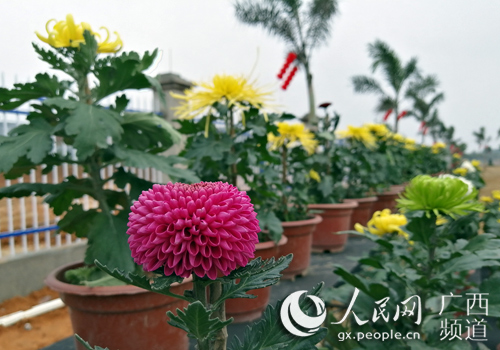 广西桂平首届菊花展将开园展出上百个菊花品种