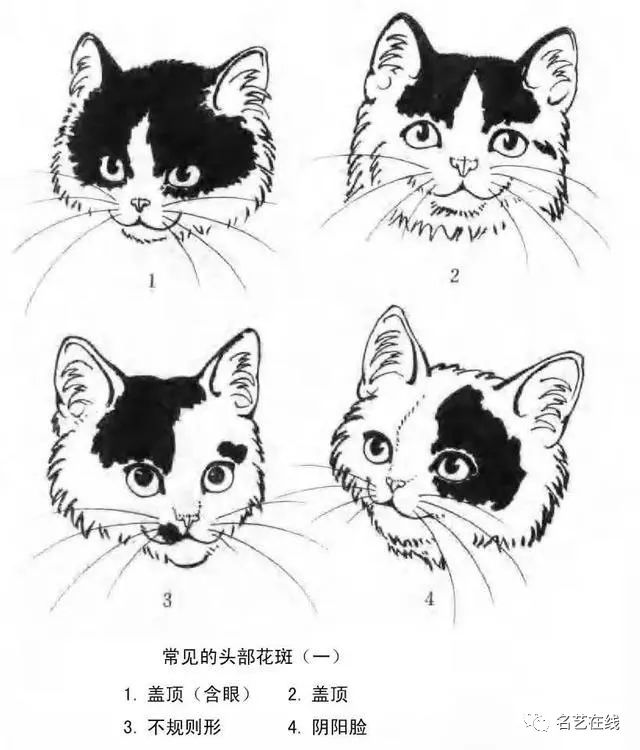 这么多画猫资料先收藏慢慢学