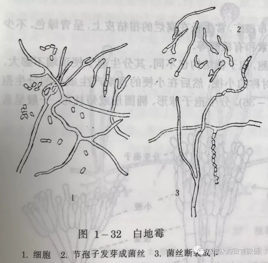 据说现在谈茶叶不谈微生物了都out了