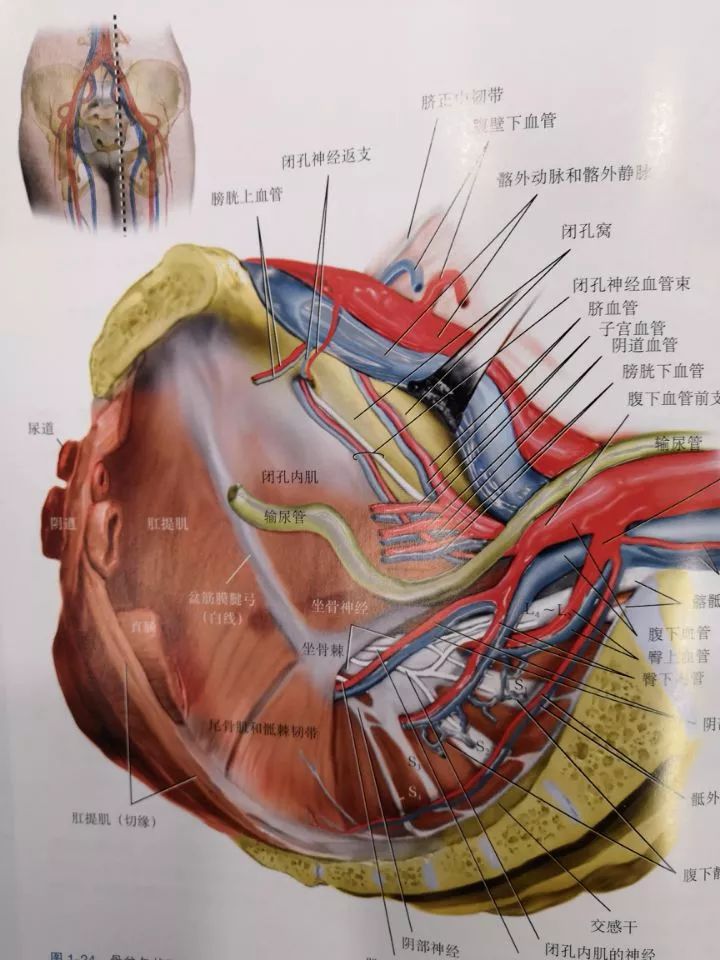 《盆腔解剖与妇产科手术图谱》上中下卷 (中文翻译版