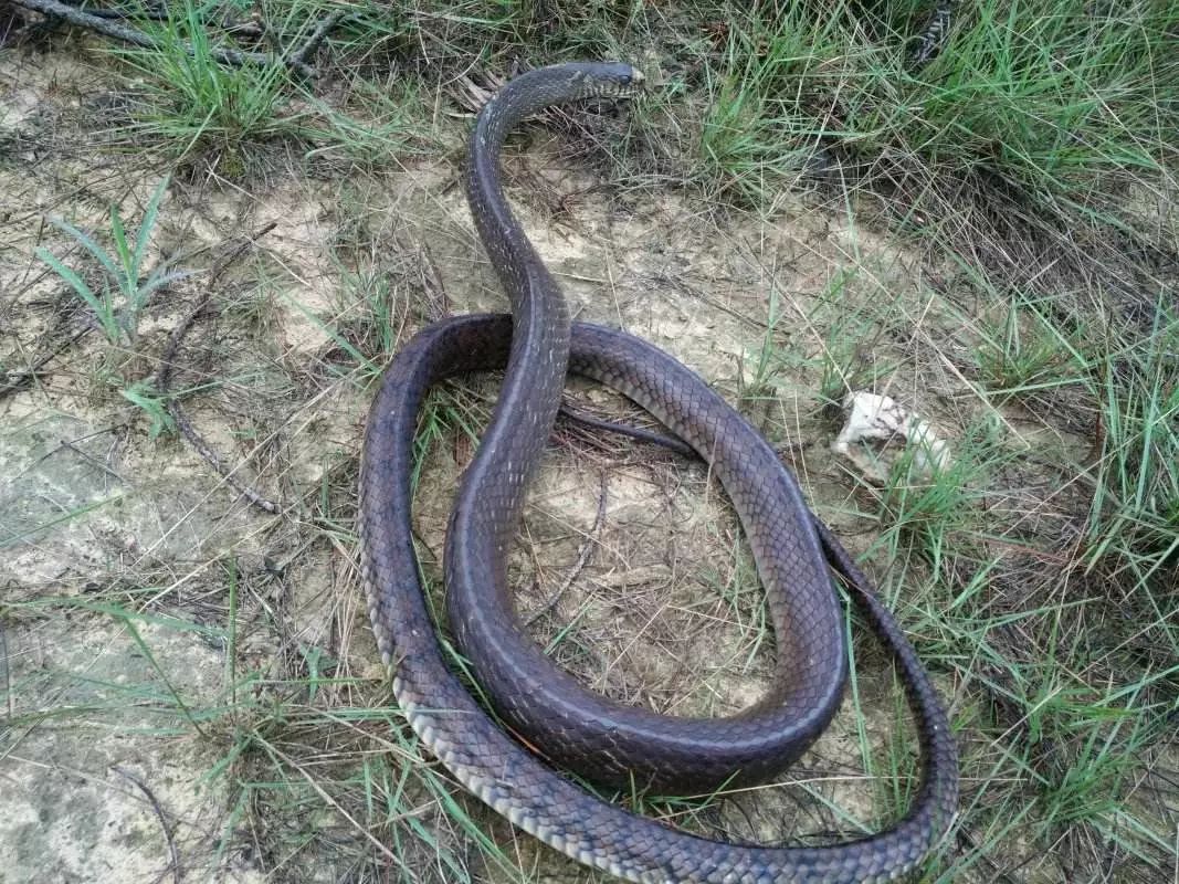 黑眉锦蛇-甘肃野生动物-图片