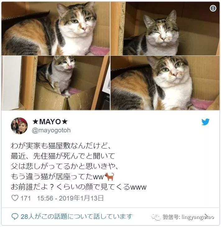 爱猫成痴 铲屎官老爸将废弃车改造成流浪猫屋 屋内设备齐全堪比五星饭店 猫奴