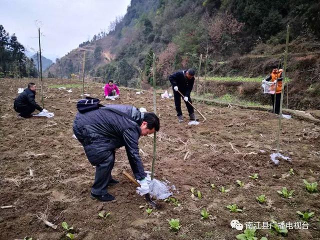 寒冬腊月南江这些干部在田间地头干得热火朝天