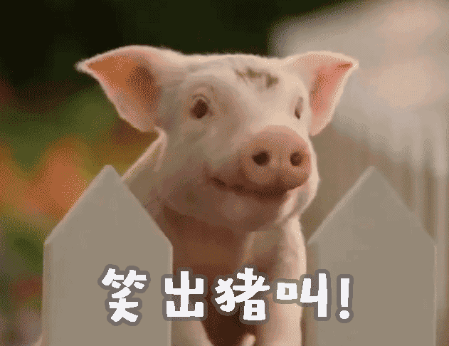 猪年送"猪"福~海南人过猪年怎能没有一只可爱猪猪!