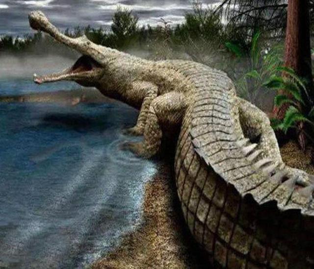 帝鳄又被称为肌鳄,帝王鳄,是世界上最大的鳄鱼,它生存于早白垩纪时期
