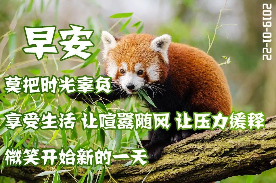 2019最新漂亮早上好问候动态表情图片 猪年最新早安问候语图片带字