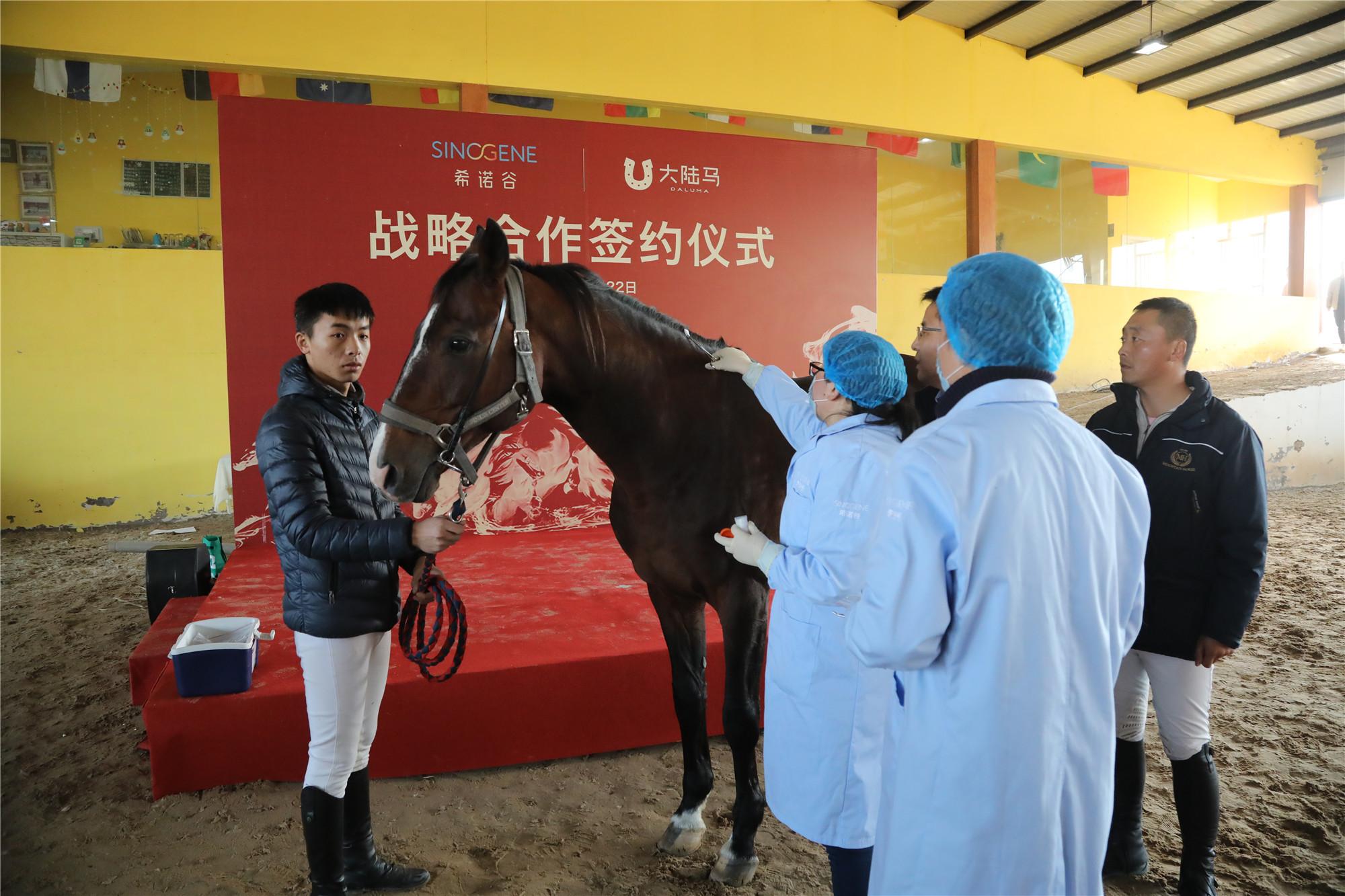 由ckur中联骑士联盟马术俱乐部骑手搭档漂亮高大的弗里斯兰马带来的盛