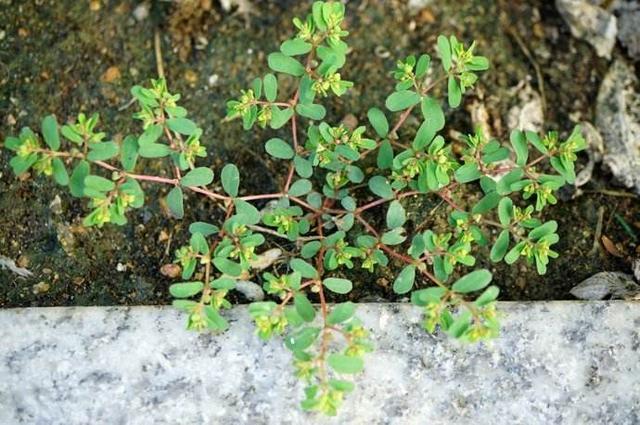 以前农村地里常见的野草,却是女人的"救命草",现在难觅踪迹了