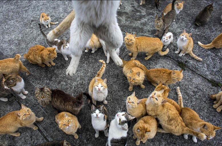 這座是世界上最多貓的島，走到街上時仿佛置身貓的國度 未分類 第8張