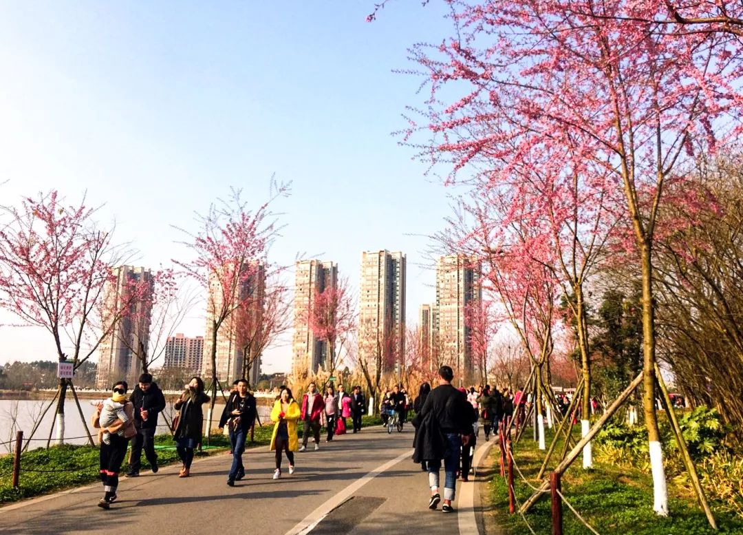 周末的阳光让龙泉驿青龙湖的樱花开了!