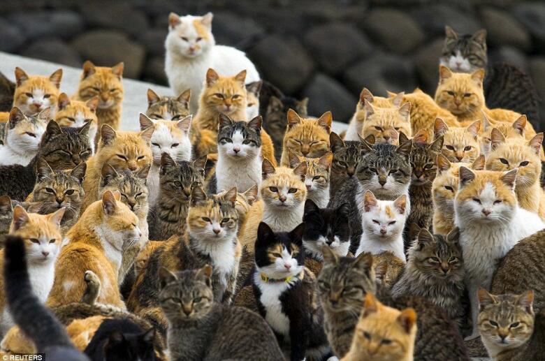 這座是世界上最多貓的島，走到街上時仿佛置身貓的國度 未分類 第1張