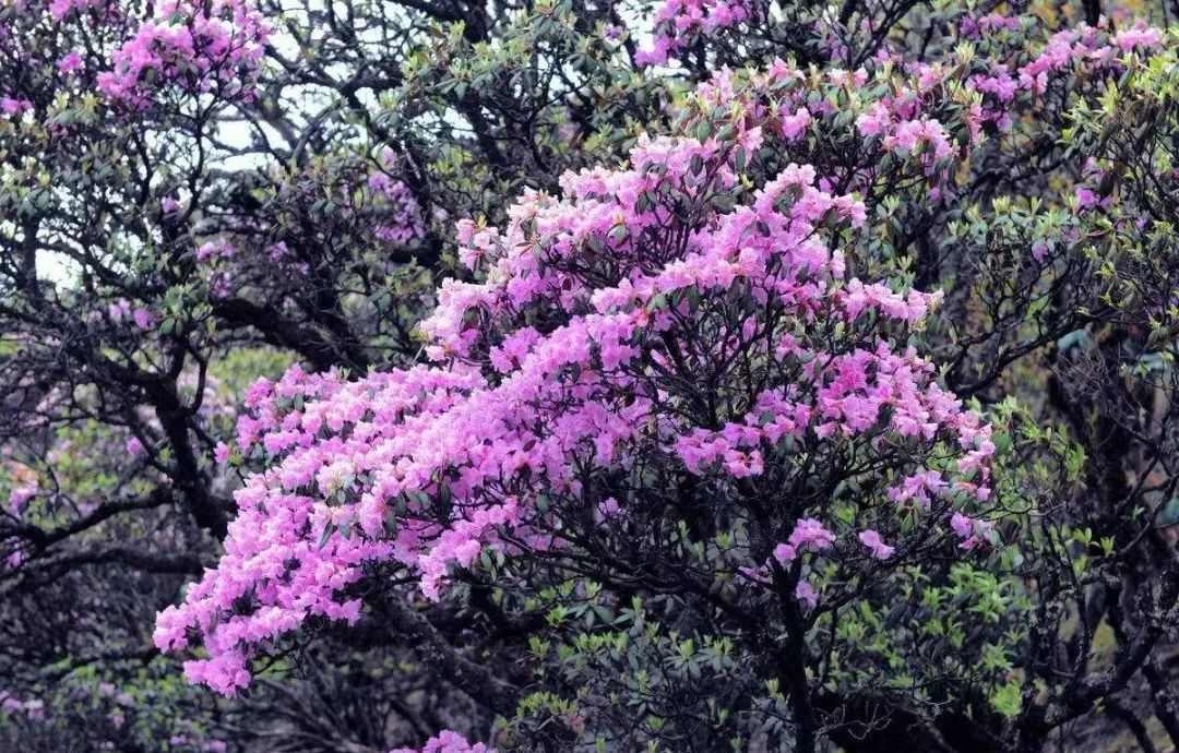 等到快4月的时候,山腰上的杜鹃花与马缨花争相红遍,这下马耳山就真成