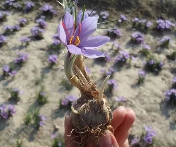 番红花属于球茎类,这类植物的特征是肿大的部位为实心,有光亮的皮.