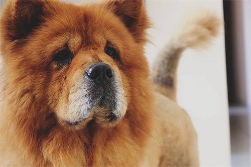 養寵經驗：松獅犬老了就開始掉毛，松獅犬總是掉毛正常嗎 未分類 第1張