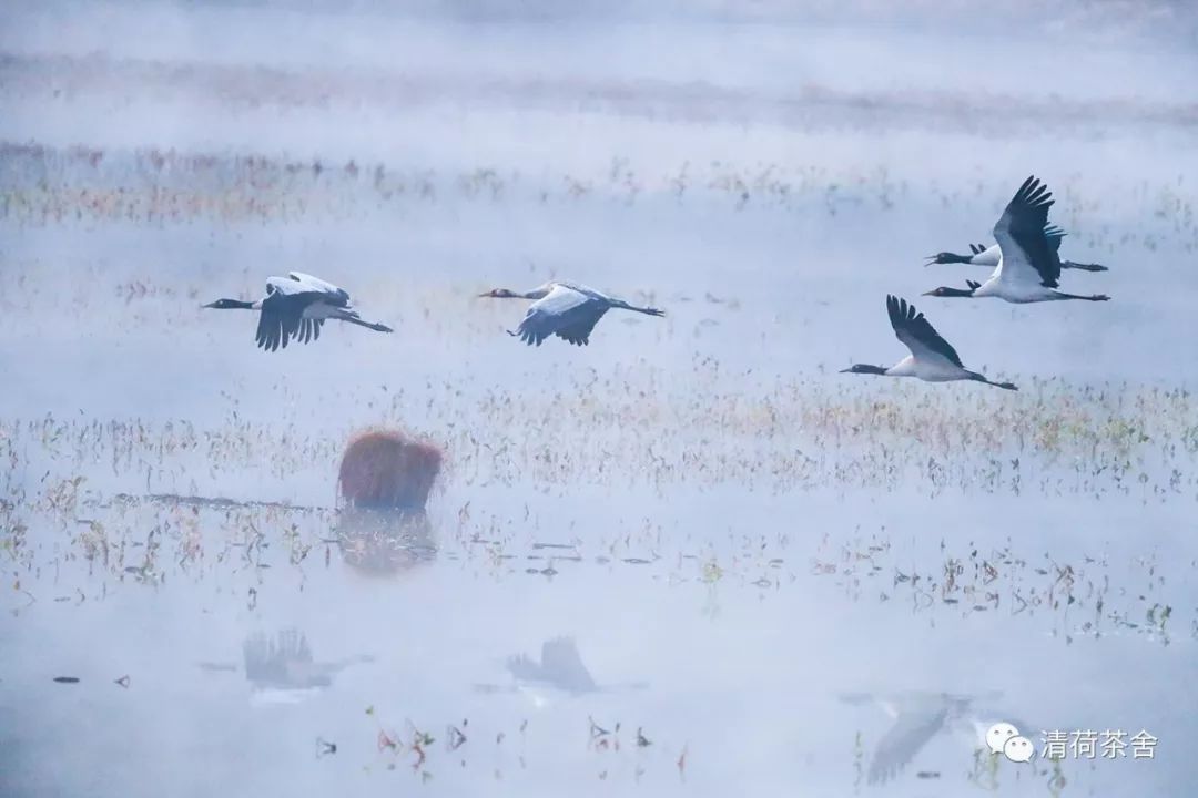 马铃响来玉鸟儿唱简谱_清清玉湖水跟我唱简谱(4)