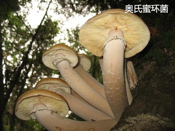 網友問：地球上有史以來最大的生物是什麼？ 科技 第4張