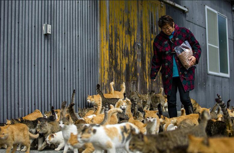 這座是世界上最多貓的島，走到街上時仿佛置身貓的國度 未分類 第4張