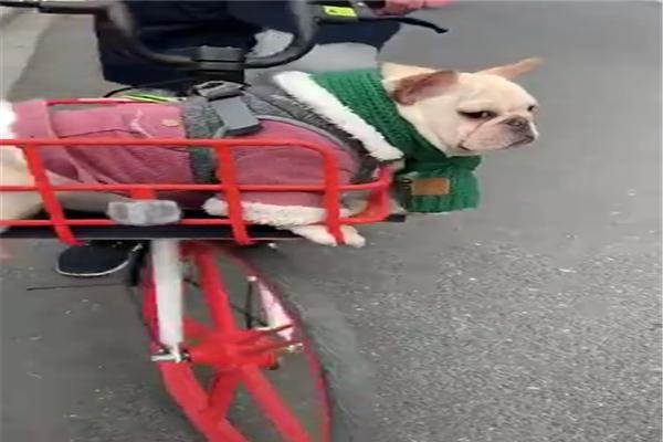 網友把鬥牛犬放在車筐里，看它無處安放的腿，像被架在了燒烤架上 寵物 第3張