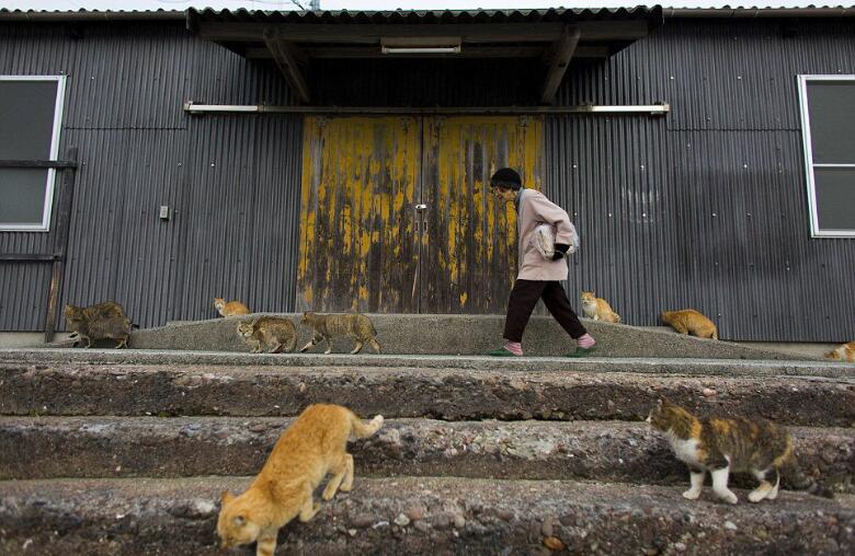 這座是世界上最多貓的島，走到街上時仿佛置身貓的國度 未分類 第6張