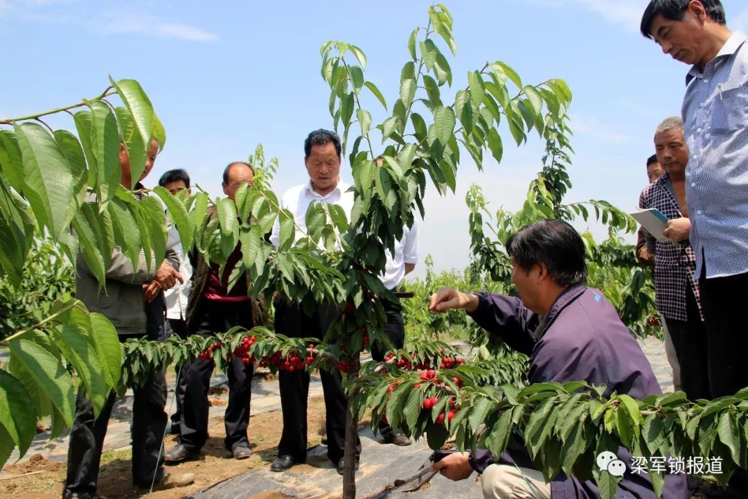 樱桃树修剪五不宜不宜寒冬修剪萌芽时节最佳