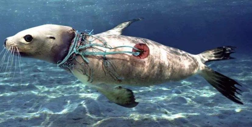 人类 你为什么不吃塑料 海洋生物