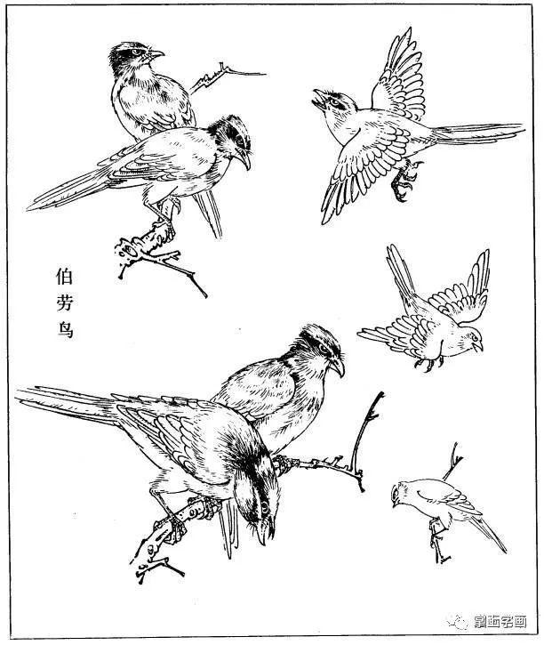 国画基础素材多鸟白描