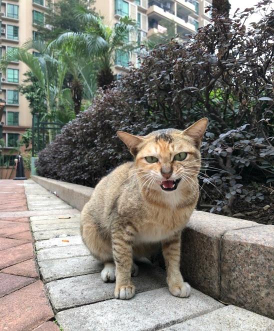 两个猫猜成语_看图猜成语500个图片(3)