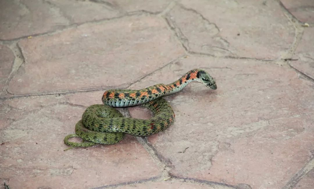 农村妹子家门口发现蛇吃蛤蟆, 小伙徒手抓蛇, 有认识是什么蛇的吗