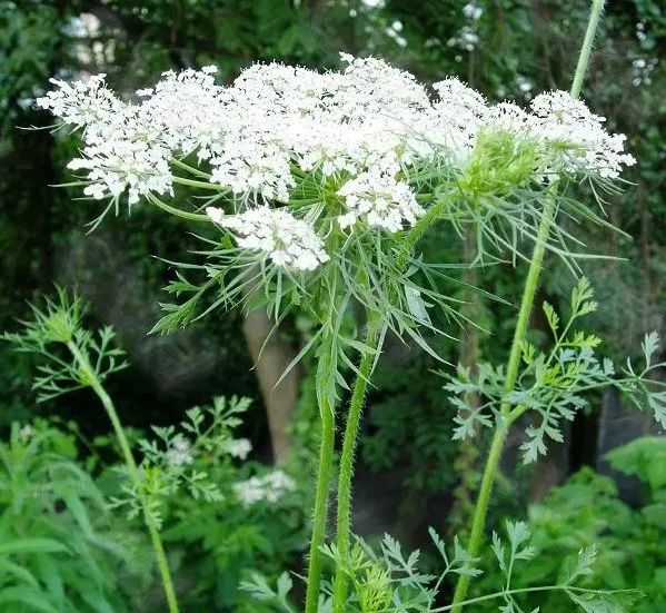 北面部落秦岭徒步穿越常见可实用野生植物