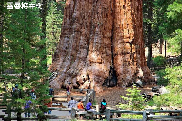 網友問：地球上有史以來最大的生物是什麼？ 科技 第5張