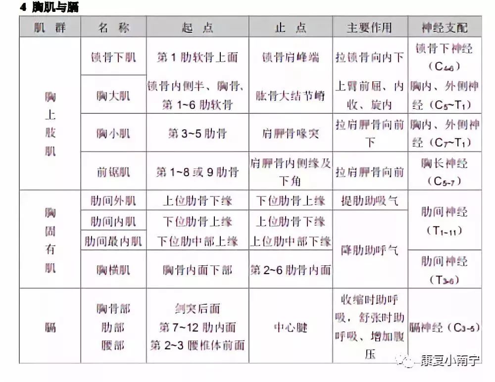 超全的肌肉起止点神经支配功能