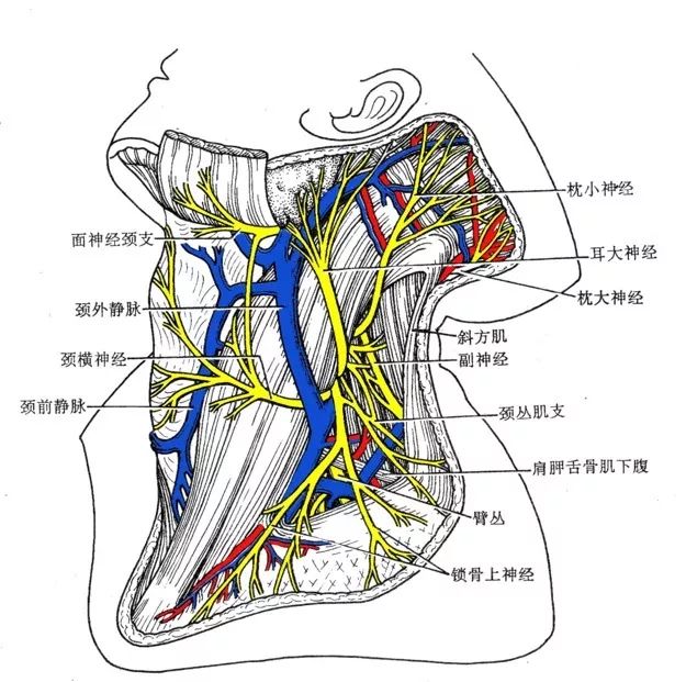 容易被忽视的颈部精细解剖,有必要了解_气管