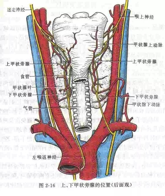 容易被忽视的颈部精细解剖,有必要了解_气管