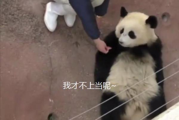 大熊貓在日本動物園，過著大爺般生活，熊貓：爺就是不起來！ 未分類 第3張