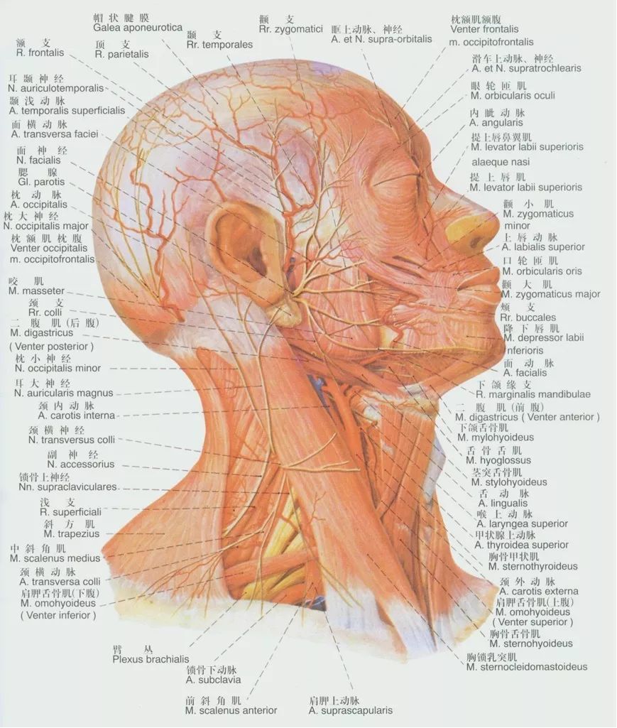 容易被忽视的颈部精细解剖,有必要了解
