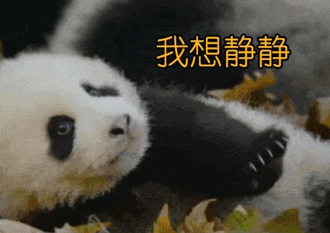 大熊貓在日本動物園，過著大爺般生活，熊貓：爺就是不起來！ 未分類 第6張
