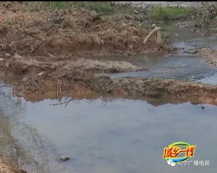 大水田有多少人口_水田植物有哪些(3)