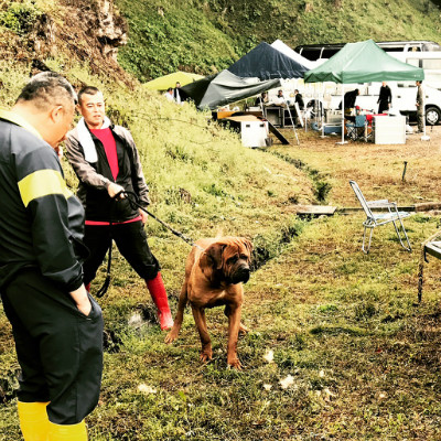 因殺傷力太大，需要培訓考核，才能飼養的猛犬，鬥犬中的常勝建軍 寵物 第3張