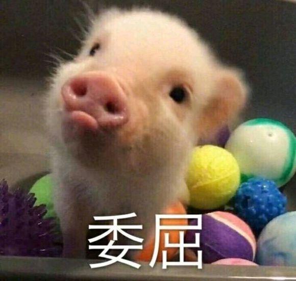 关于猪的搞笑表情包:开心得像个小猪仔