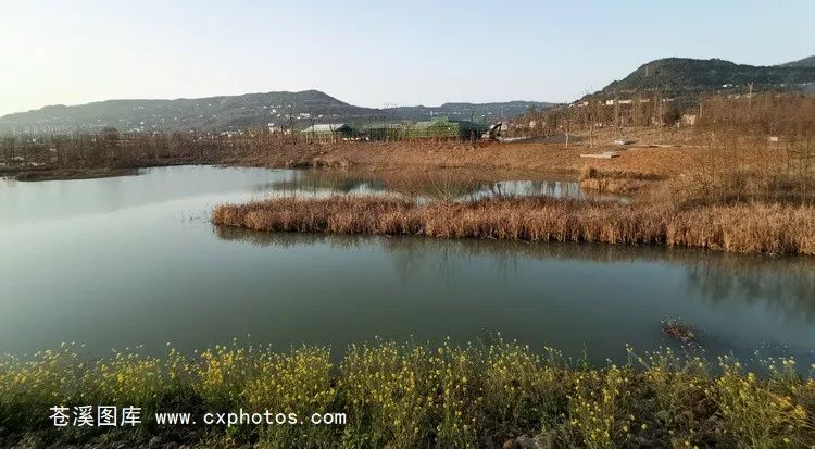 苍溪:回水湿地公园最新进展 两月后开园